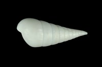 藏品(白瓷螺)的圖片